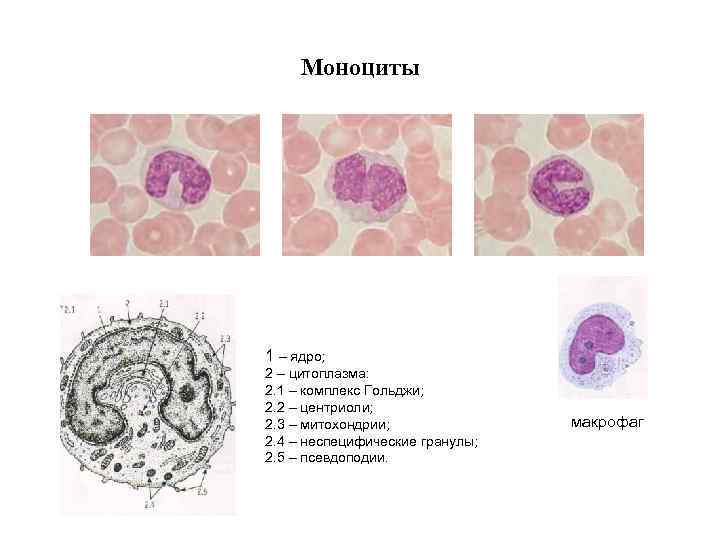 Моноциты 1 – ядро; 2 – цитоплазма: 2. 1 – комплекс Гольджи; 2. 2