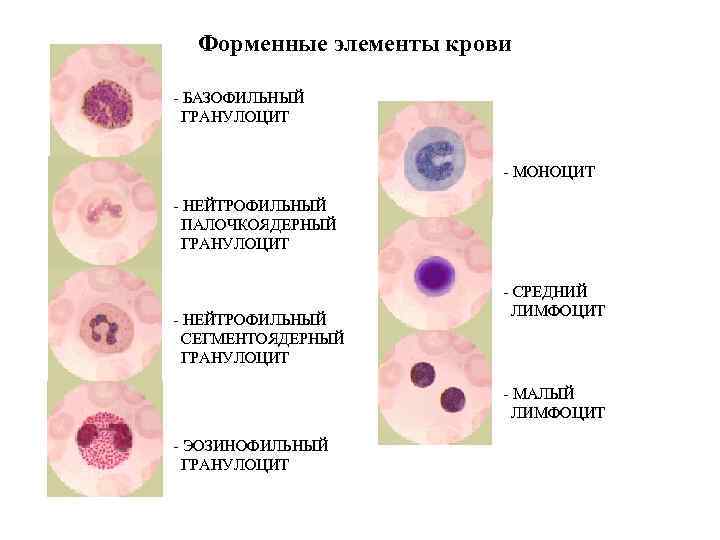 Форменные элементы крови - БАЗОФИЛЬНЫЙ ГРАНУЛОЦИТ - МОНОЦИТ - НЕЙТРОФИЛЬНЫЙ ПАЛОЧКОЯДЕРНЫЙ ГРАНУЛОЦИТ - НЕЙТРОФИЛЬНЫЙ