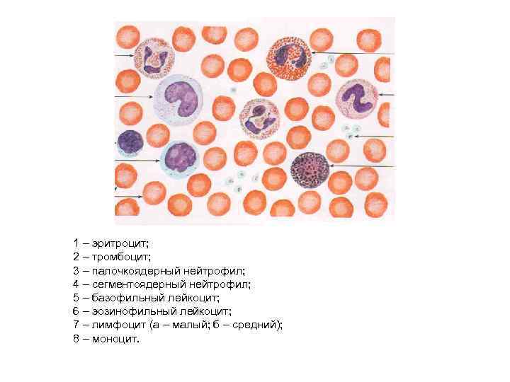 1 – эритроцит; 2 – тромбоцит; 3 – палочкоядерный нейтрофил; 4 – сегментоядерный нейтрофил;