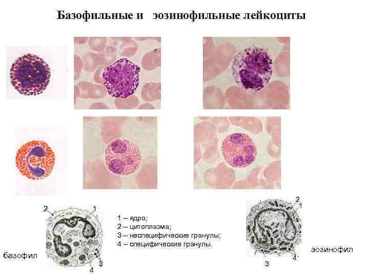 Базофильные и эозинофильные лейкоциты 2 2 1 1 1 – ядро; 2 – цитоплазма;