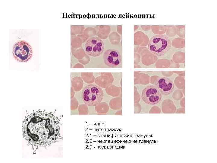 Нейтрофильные лейкоциты 1 – ядро; 2 – цитоплазма; 2. 1 – специфические гранулы; 2.