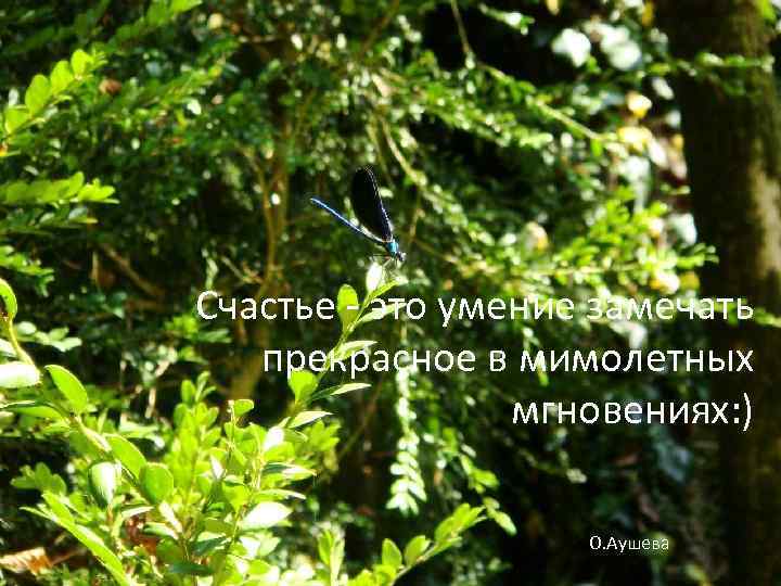 Счастье - это умение замечать прекрасное в мимолетных мгновениях: ) О. Аушева 