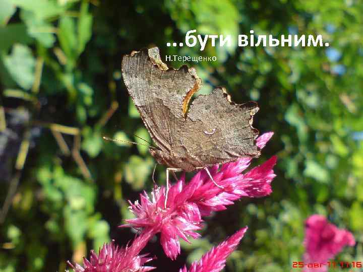 . . . бути вільним. Н. Терещенко 