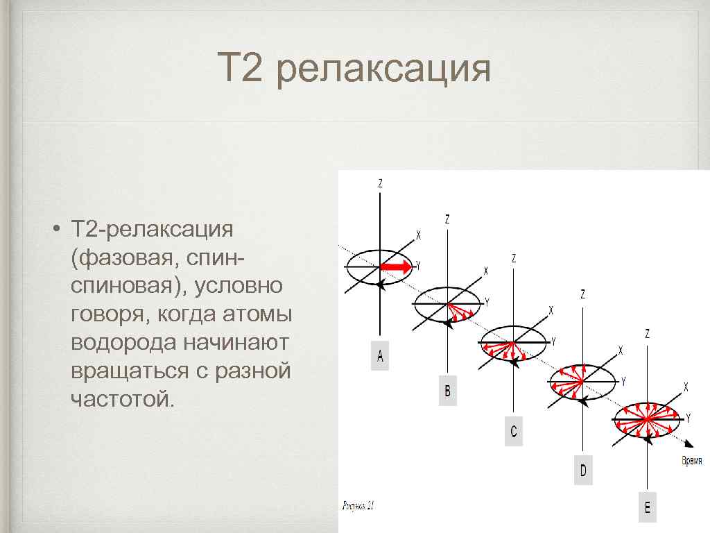 Т 2 релаксация • T 2 -релаксация (фазовая, спиновая), условно говоря, когда атомы водорода