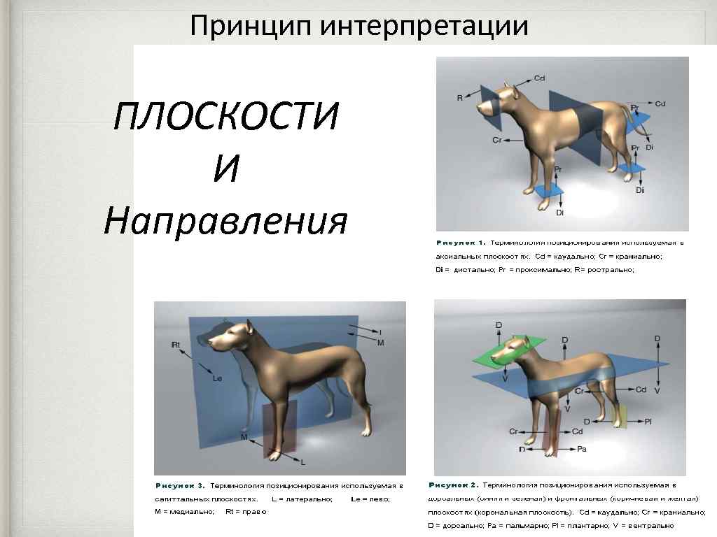 Направление животного. Плоскости и направления в анатомии животных. Сагиттальная плоскость тела животного. Плоскости и направления в анатомии животных сагиттальная. Плоскости и направления лошади.