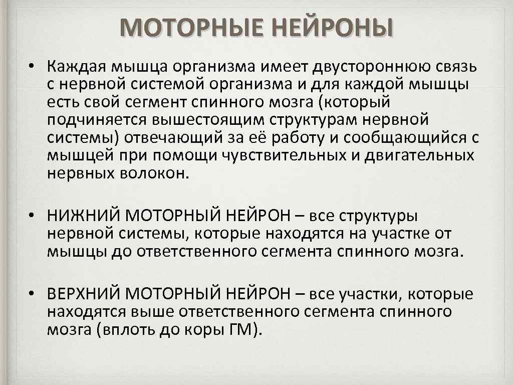 МОТОРНЫЕ НЕЙРОНЫ • Каждая мышца организма имеет двустороннюю связь с нервной системой организма и