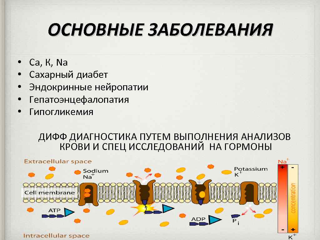 ОСНОВНЫЕ ЗАБОЛЕВАНИЯ • • • Са, К, Na Сахарный диабет Эндокринные нейропатии Гепатоэнцефалопатия Гипогликемия