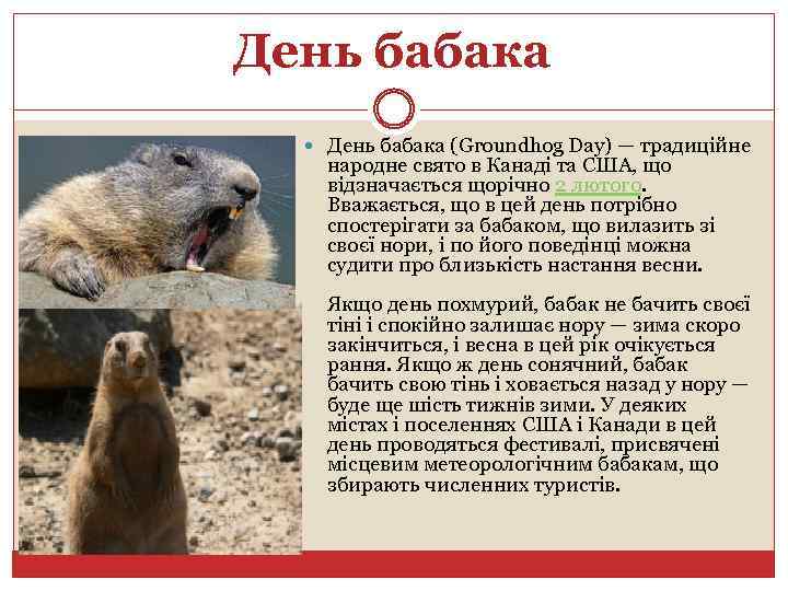 День бабака (Groundhog Day) — традиційне народне свято в Канаді та США, що відзначається