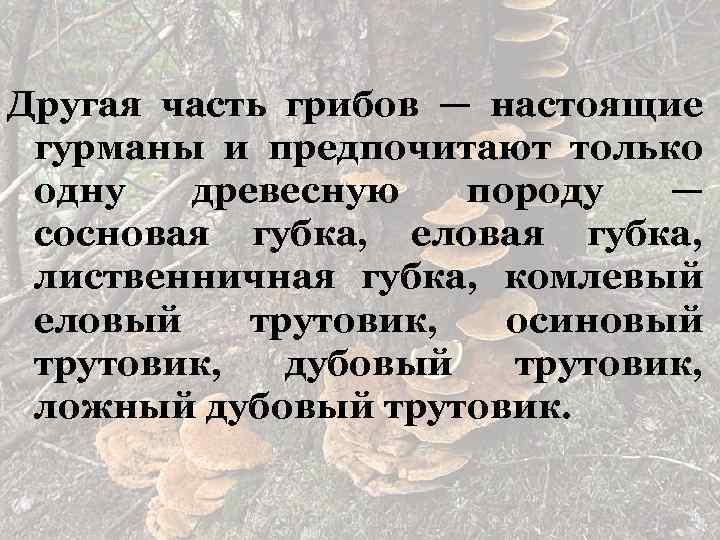 Другая часть грибов — настоящие гурманы и предпочитают только одну древесную породу — сосновая