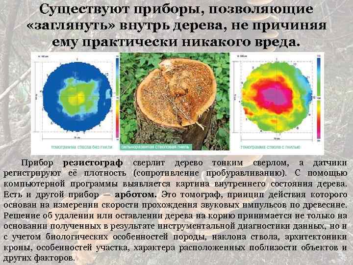 Существуют приборы, позволяющие «заглянуть» внутрь дерева, не причиняя ему практически никакого вреда. Прибор резистограф