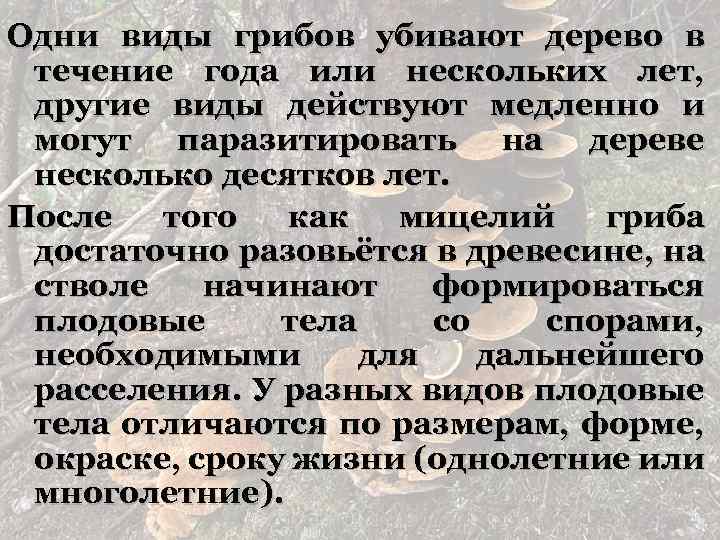 Одни виды грибов убивают дерево в течение года или нескольких лет, другие виды действуют