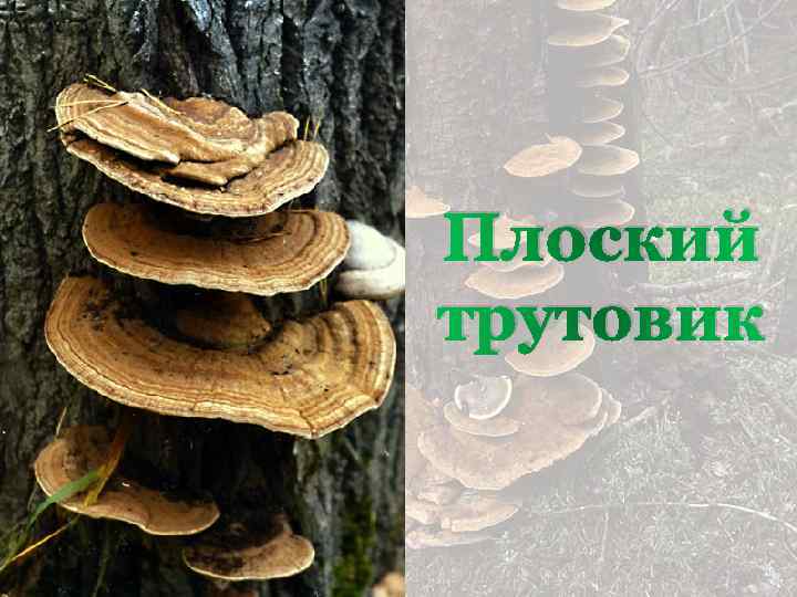 Плоский трутовик 