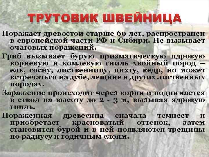 ТРУТОВИК ШВЕЙНИЦА Поражает древостои старше 60 лет, распространен в европейской части РФ и Сибири.