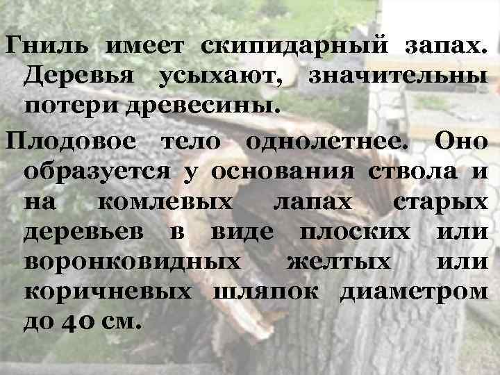 Гниль имеет скипидарный запах. Деревья усыхают, значительны потери древесины. Плодовое тело однолетнее. Оно образуется