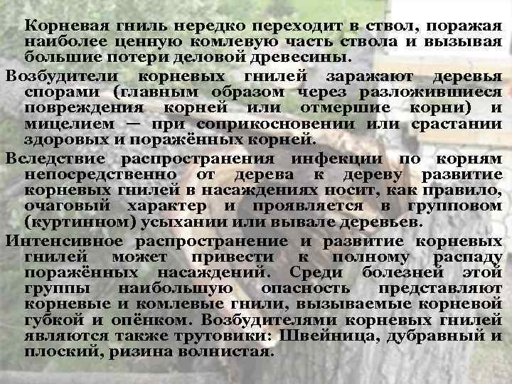 Корневая гниль нередко переходит в ствол, поражая наиболее ценную комлевую часть ствола и вызывая