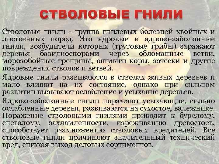 Технический вред. Стволовые гнили древесных пород. Возбудители гнилевых болезней древесных пород. Стволовые гнили хвойных пород.