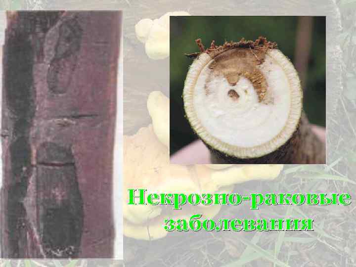 Некрозно-раковые заболевания 