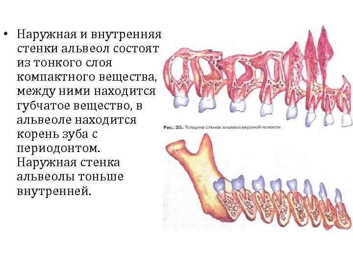 Внутренняя стенка состоит из