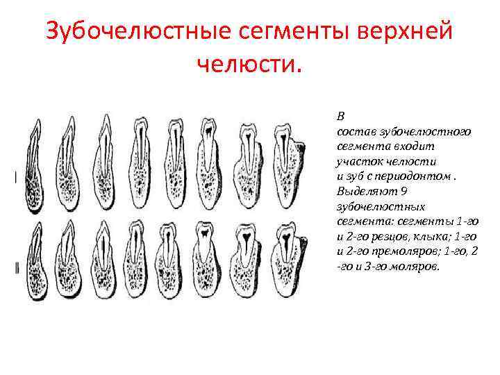 Зубочелюстные сегменты верхней челюсти. В состав зубочелюстного сегмента входит участок челюсти и зуб с