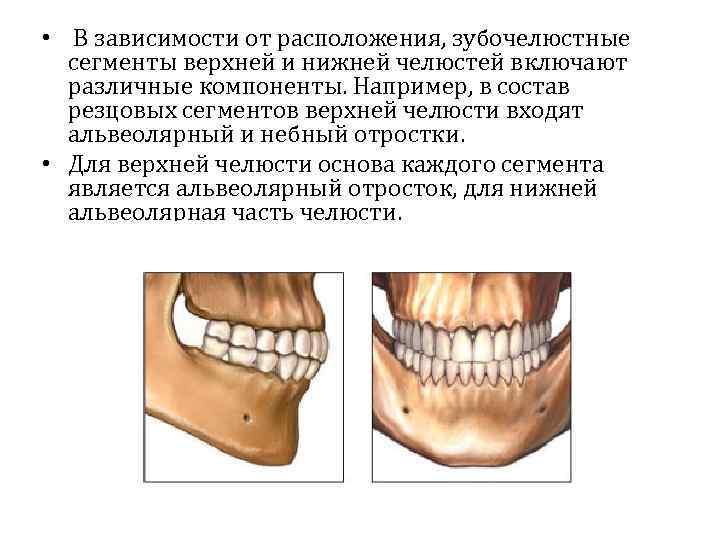  • В зависимости от расположения, зубочелюстные сегменты верхней и нижней челюстей включают различные