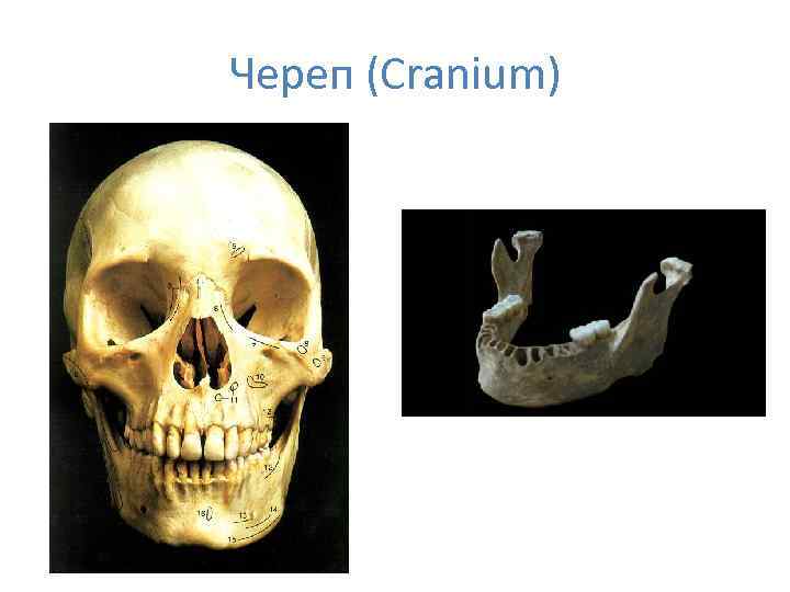 Череп (Cranium) 