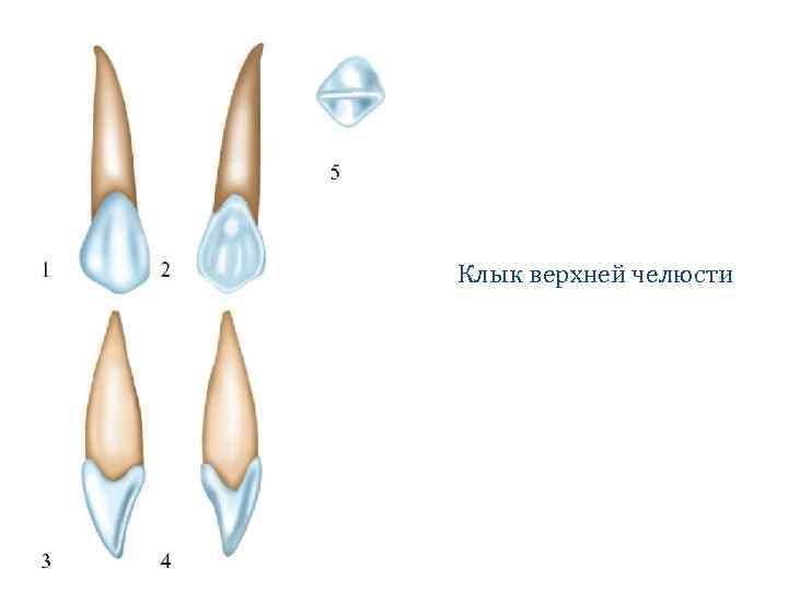 Дали на клык. Клык верхней челюсти анатомия. Моделировка клыка верхней челюсти.