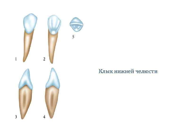 Найти клыка. Клык нижней челюсти анатомия. Правый клык нижней челюсти. Клык верхней челюсти анатомия. Клык верхней челюсти схема.