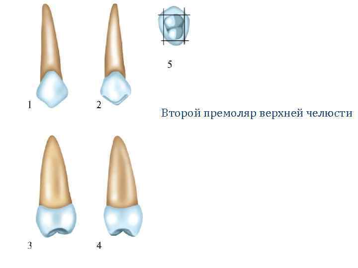 Верхний и нижний премоляр. 2 Премоляр верхней челюсти анатомия. Второй верхний левый премоляр анатомия. Анатомия 2 премоляра верхней челюсти. Премоляры нижней челюсти анатомия.