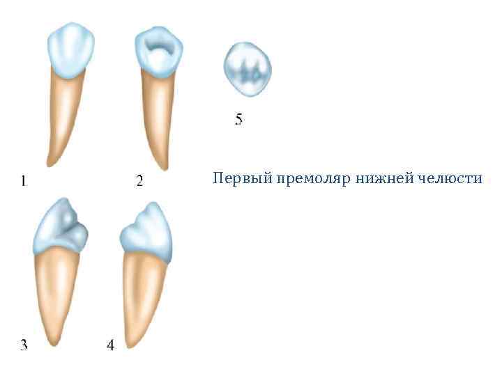 Зуб 4 8. 1 Премоляр нижней челюсти анатомия. Строение премоляра нижней челюсти.