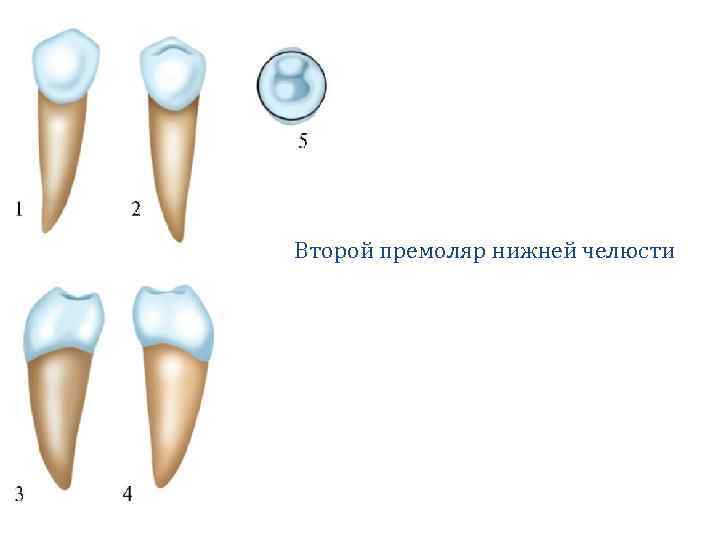 Второй премоляр нижней челюсти 