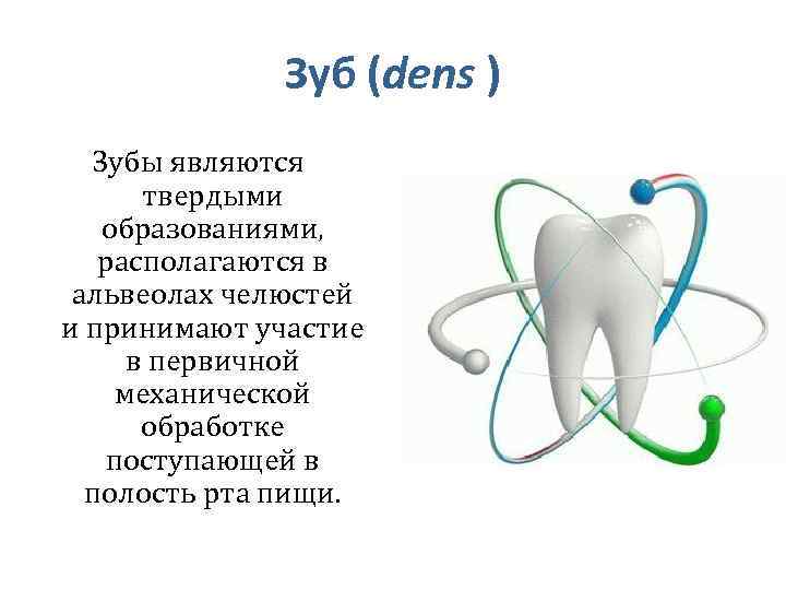 Зуб (dens ) Зубы являются твердыми образованиями, располагаются в альвеолах челюстей и принимают участие