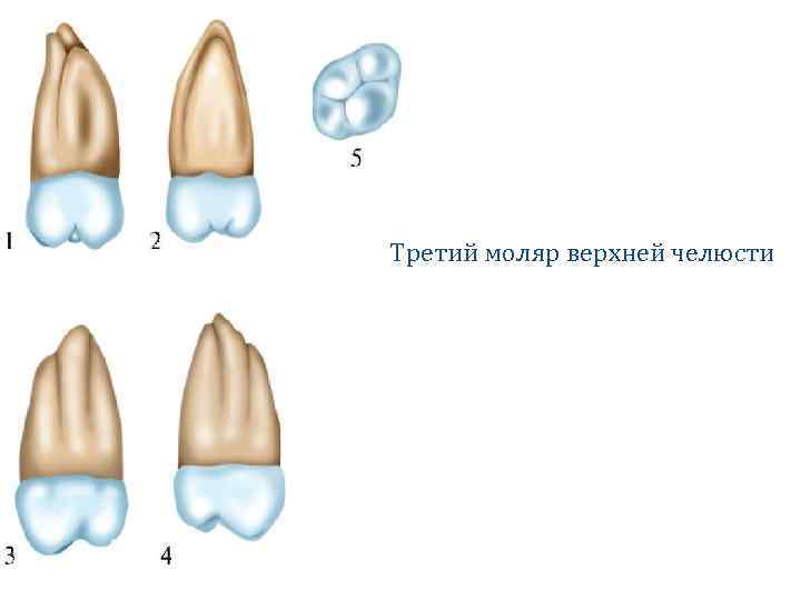 Первый моляр верхней челюсти бугры