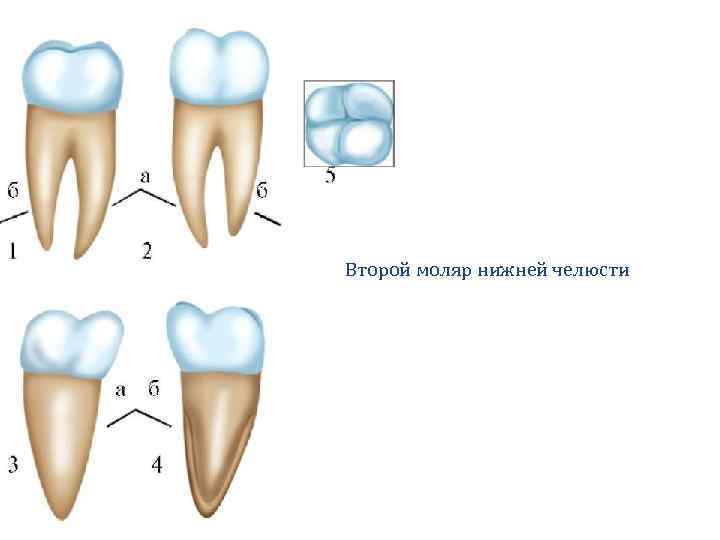 Коренные зубы вторым. Зуб второй моляр верхней челюсти. Второй моляр нижней челюсти анатомия. Зуб второй моляр нижней челюсти. Второй Нижний моляр анатомия.