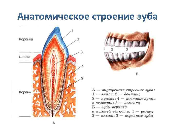 Выберите три верно обозначенные подписи к рисунку на котором изображено строение зуба