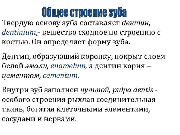 Твердую основу зуба составляет дентин, dentinium, - вещество сходное по строению с костью. Он