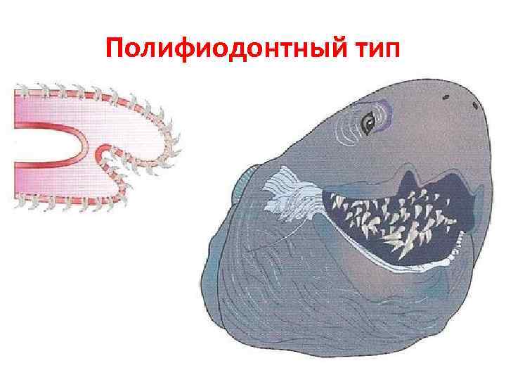 Полифиодонтный тип 