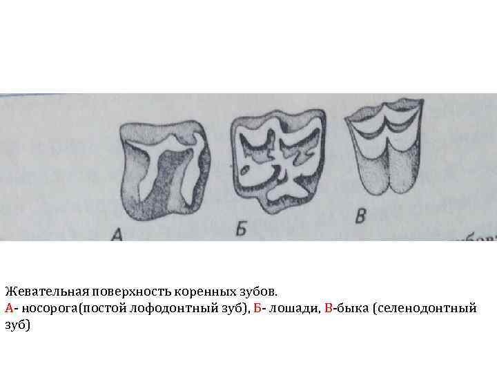 Жевательная поверхность коренных зубов. А- носорога(постой лофодонтный зуб), Б- лошади, В-быка (селенодонтный зуб) 