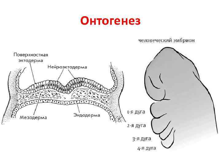 Онтогенез 