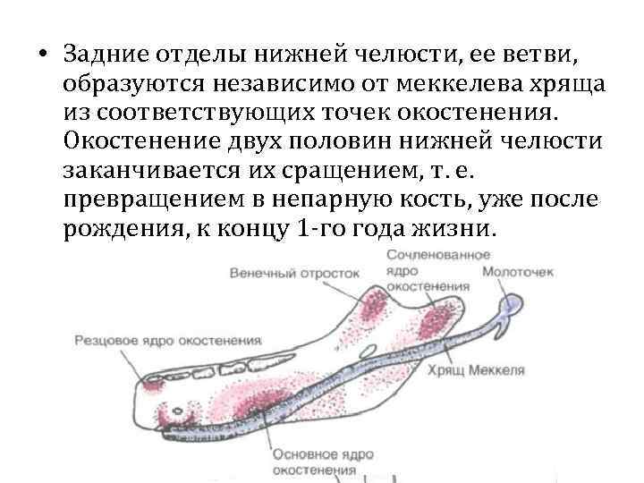  • Задние отделы нижней челюсти, ее ветви, образуются независимо от меккелева хряща из