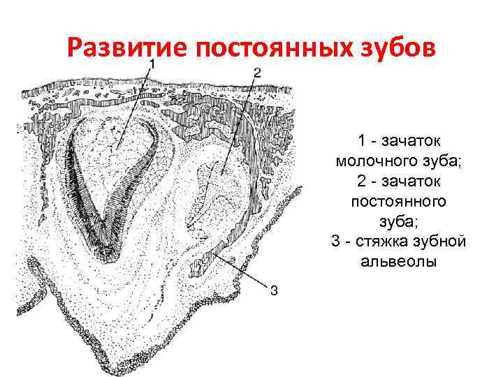 Зачатки это. Зачаток постоянного зуба. Как выглядят зачатки постоянных зубов. Повреждение зачатка постоянного зуба. Лизис зачатка постоянного зуба.