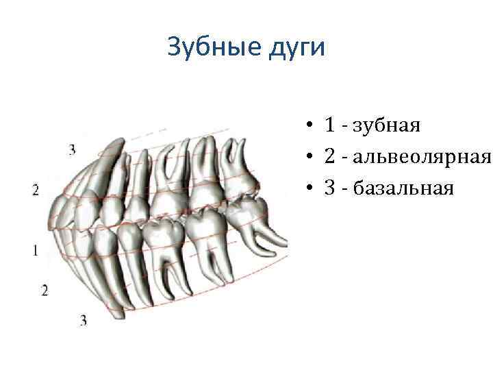 Зубные дуги • 1 - зубная • 2 - альвеолярная • 3 - базальная