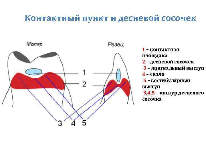 Контактный вид. Контактный пункт в стоматологии. Виды контактных пунктов в стоматологии.