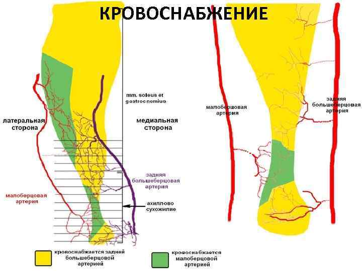 КРОВОСНАБЖЕНИЕ 