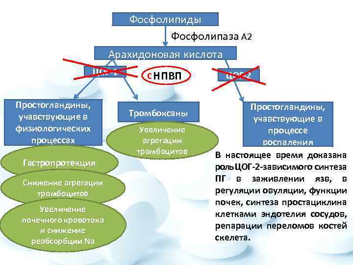 Фосфолипиды Фосфолипаза А 2 Арахидоновая кислота ЦОГ-1 Простогландины, учавствующие в физиологических процессах Гастропротекция Снижение