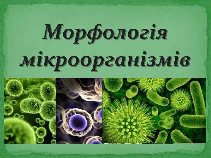 Морфологія мікроорганізмів 