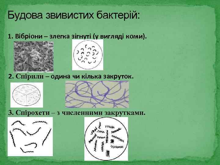 Будова звивистих бактерій: 1. Вібріони – злегка зігнуті (у вигляді коми). 2. Спірили –