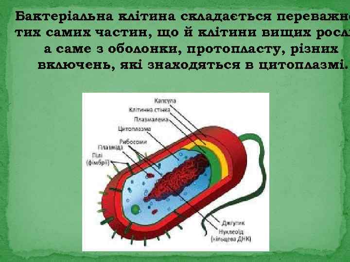 Бактеріальна клітина складається переважно тих самих частин, що й клітини вищих росли а саме