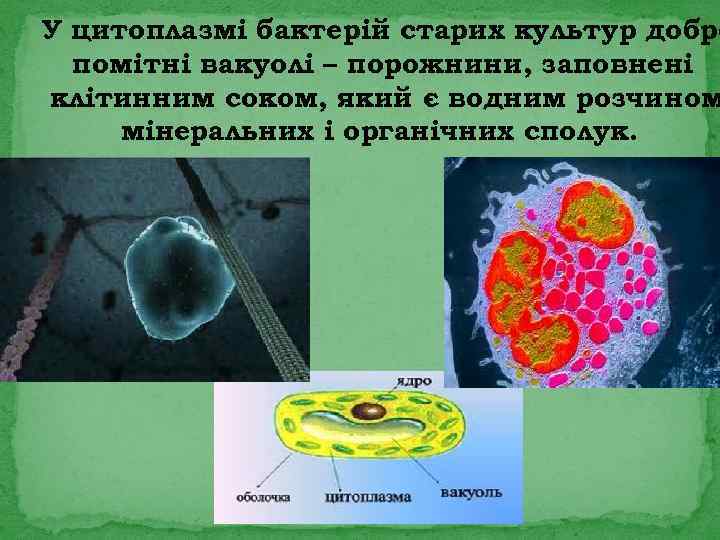 У цитоплазмі бактерій старих культур добре помітні вакуолі – порожнини, заповнені клітинним соком, який