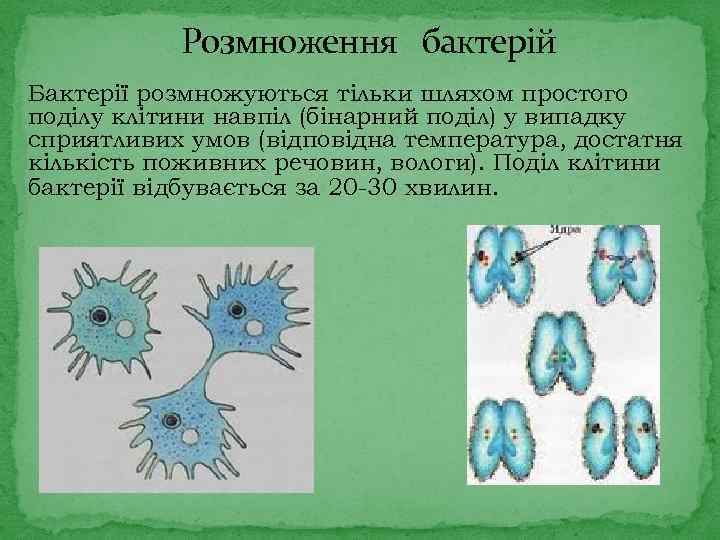 Розмноження бактерій Бактерії розмножуються тільки шляхом простого поділу клітини навпіл (бінарний поділ) у випадку