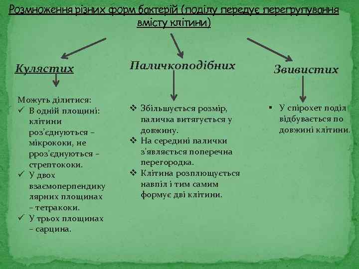 Розмноження різних форм бактерій (поділу передує перегрупування вмісту клітини) Кулястих Можуть ділитися: ü В